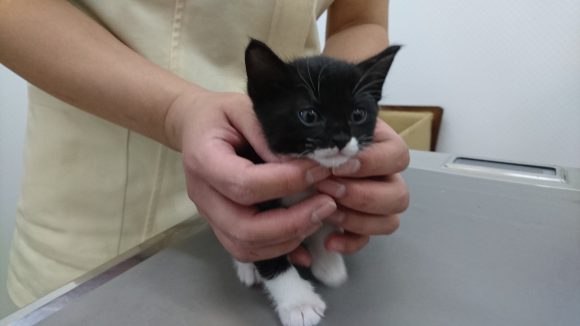 杉並区宮前にある動物病院 犬猫の診療 駐車場あり クレジットカード利用可